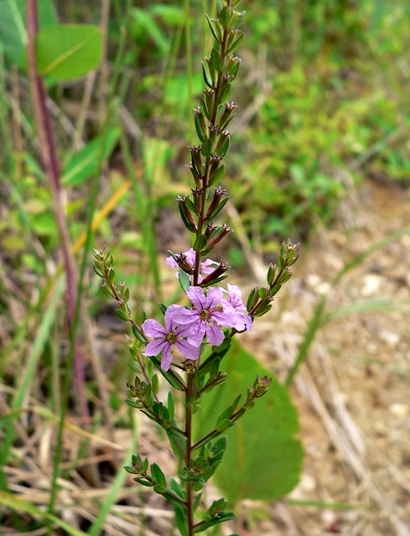 {Lythrum alatum}